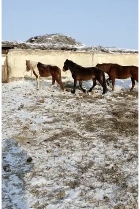 Продам жеребец