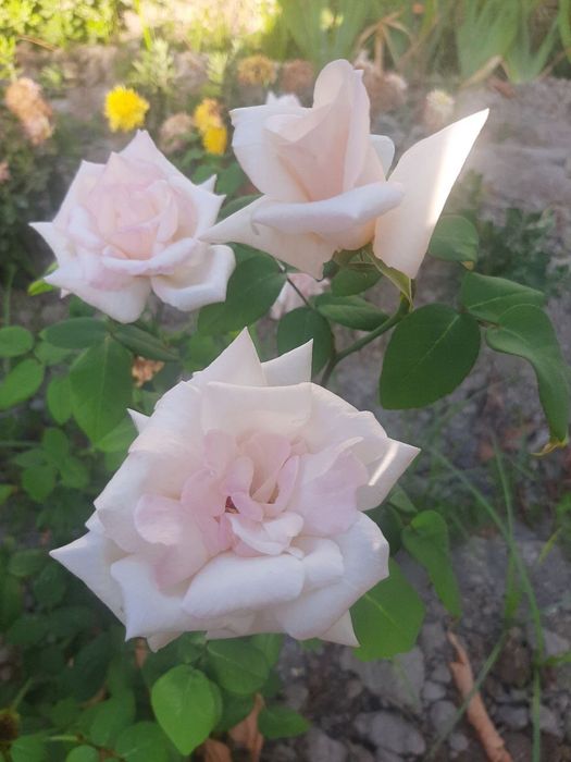 Атир гуллар кўчати сотилади. Иссиқхонада эмас, ишончли