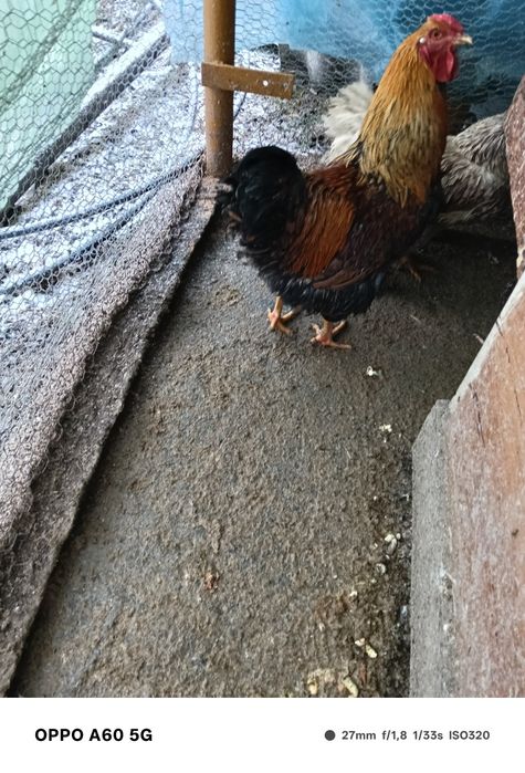 Cocosi Wiandotte rasa pura