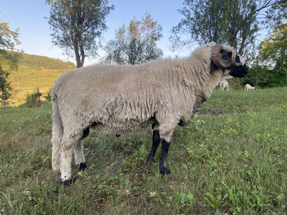Isi cauta casa noua berbeci si oi breze