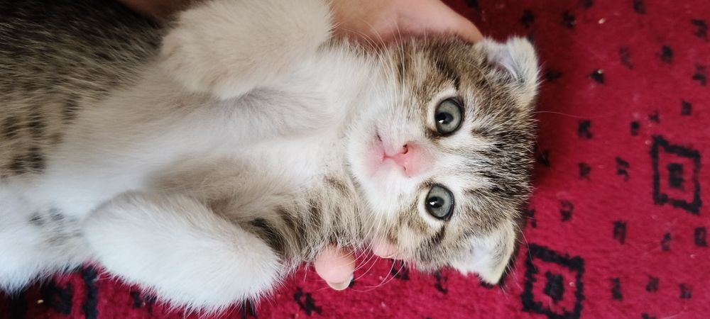 Котята шотландцы