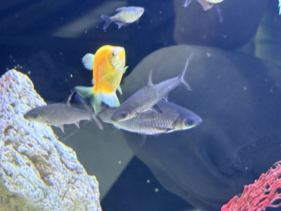 Акулы мирные разные виды ,от10,до20 см