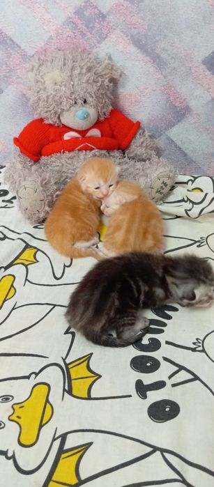 Шотландские котята