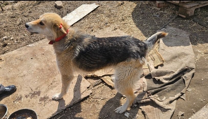 Отдам щенка 8 месяцев