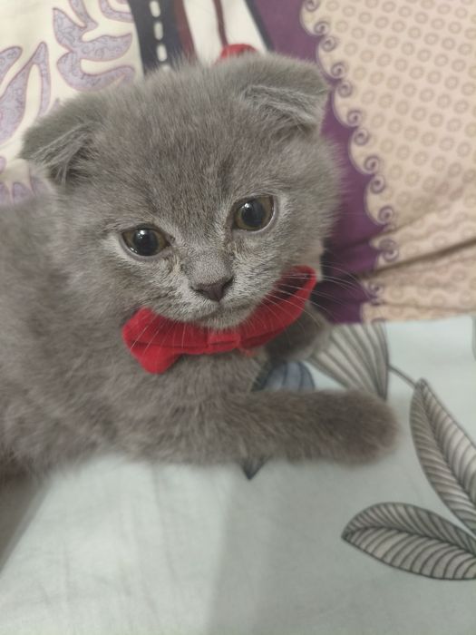 Котёнок шотландский веслоухий и прямоухий, mushucha skottish fold