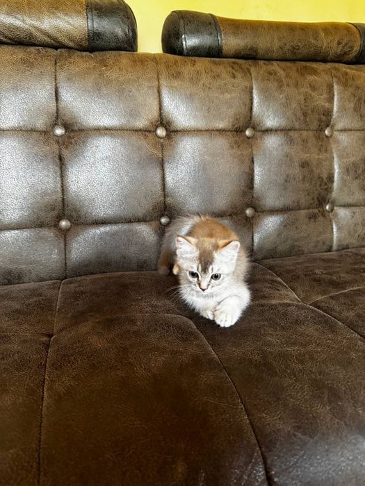 Кошка Серебристая шиншилла