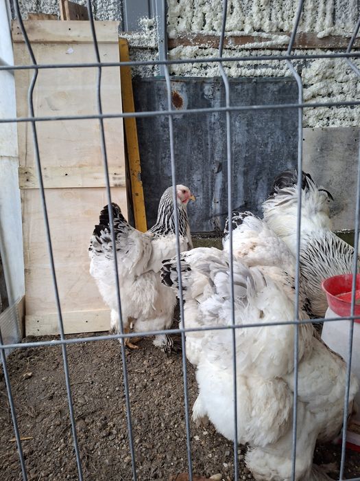 Vând ouă Australop si Brahma 8lei