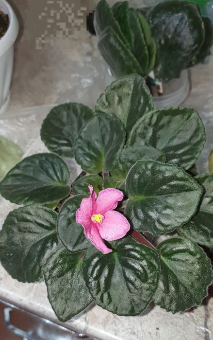 Саженцы фиалки , алоэ вера