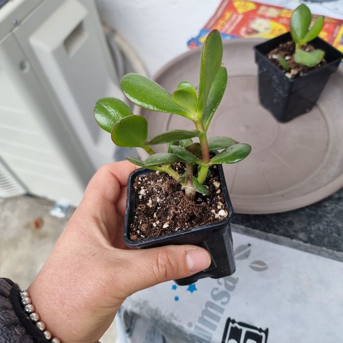 Crassula ovata pomul cu bani