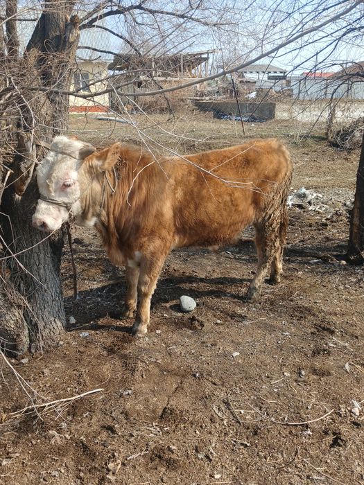 Продам 2 быков стоят на откорме