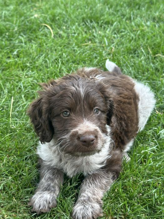 Caini lagotto !!