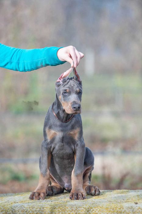 Щенки добермана купированные