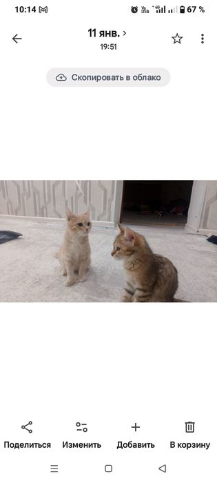 Кошка маркиза  бесплатно