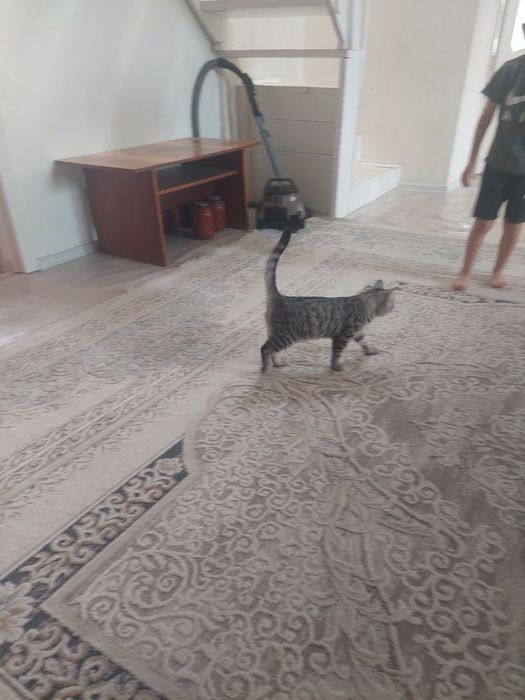 Отдам хорошие руки