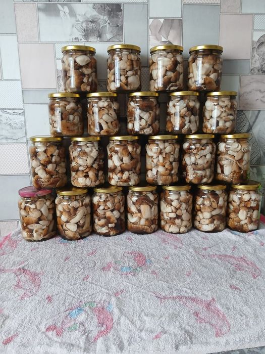 Продам валуи грибочки.