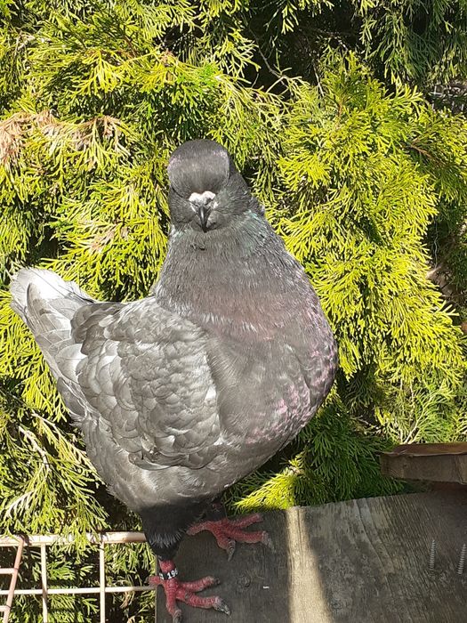 Vând porumbei rasa king Alba Iulia • OLX.ro