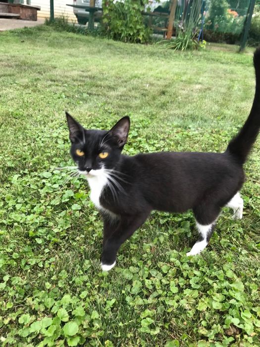 Кошка потеряшка в семью