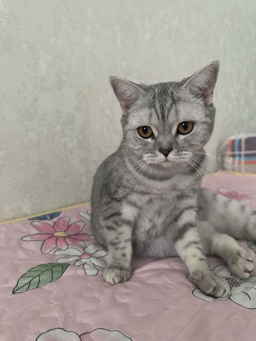 Шотландская кошка