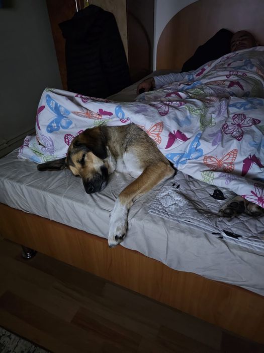 Ofer servicii de pet sitter, plimbări căini și pisici, pet taxi, Const