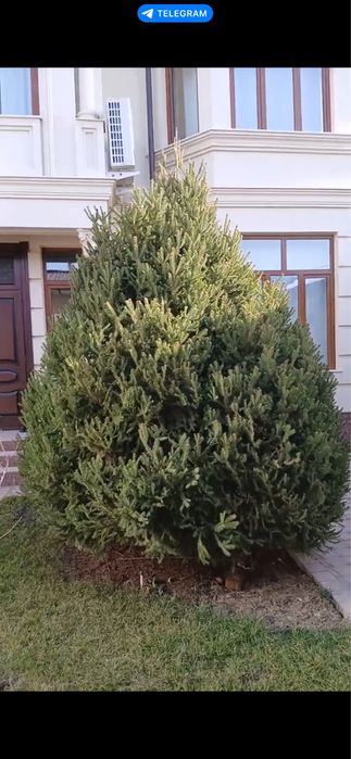 Арча  сотилади бўйи 6 метр эни 3 метр