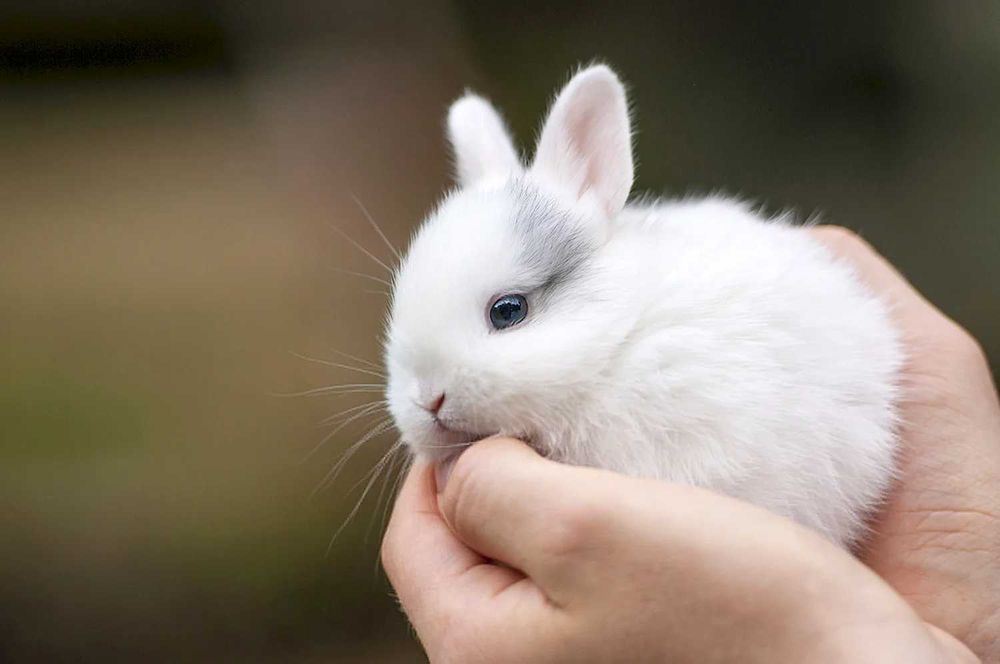 Куйончалар сотилади