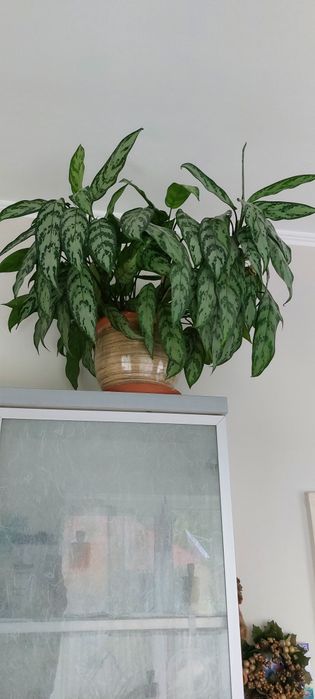 Аглаонема шикарная, сильвер квин