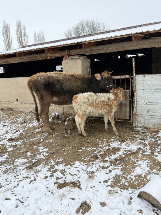Бұзаулы сиыр корова с теленком швед