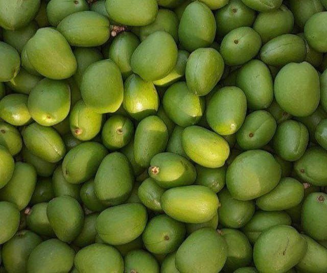 Довча музлатилган