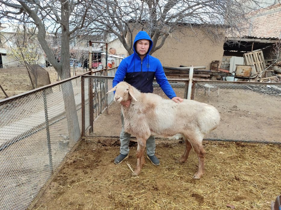 Arashan qochqor tozasi xali yosh zotka olaman deganla yaxshi zot qoldi