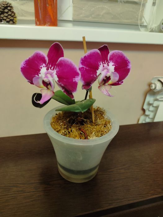 Обмен. Орхидея фаленопсис.