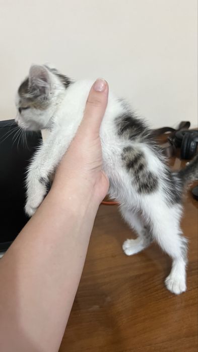 Котенок в добрые руки
