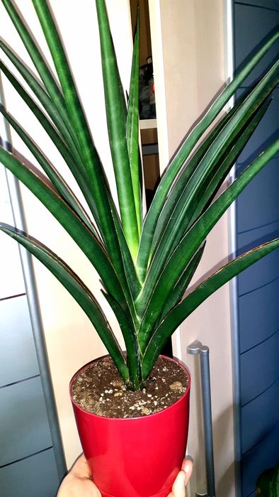 Сансевиерия  Цветы Растения