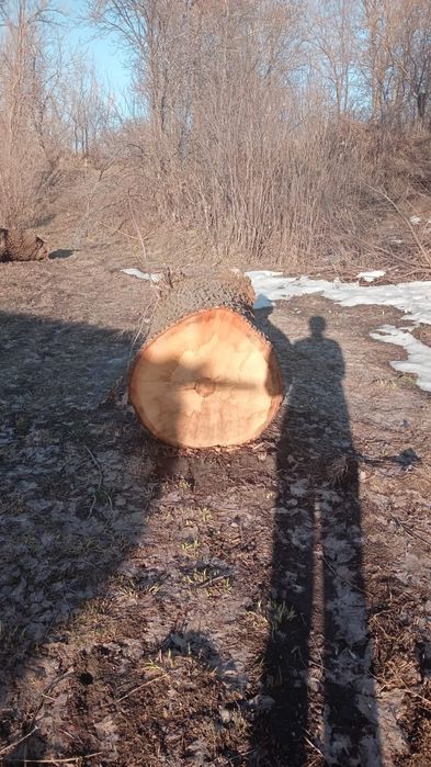 Многолетний Дуб!!!