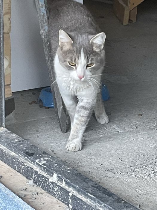 Отдам котика в хорошие руки
