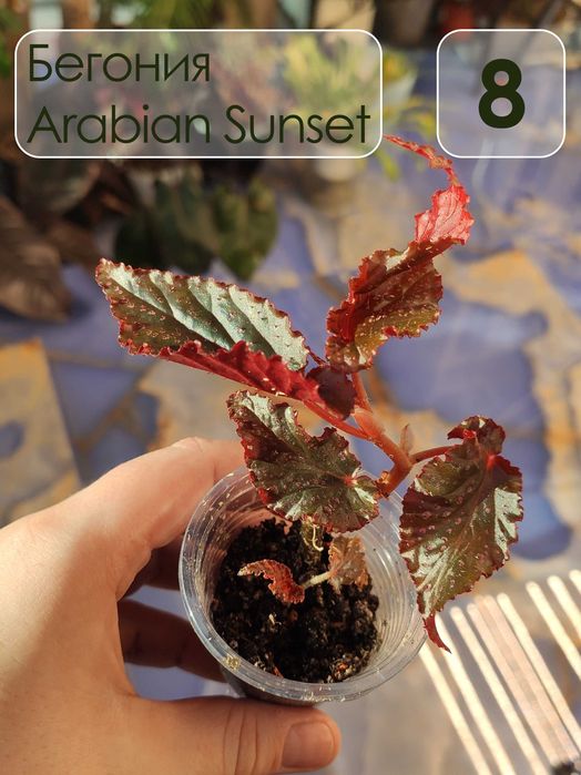 Бегония аравийский закат (Arabian Sunset)