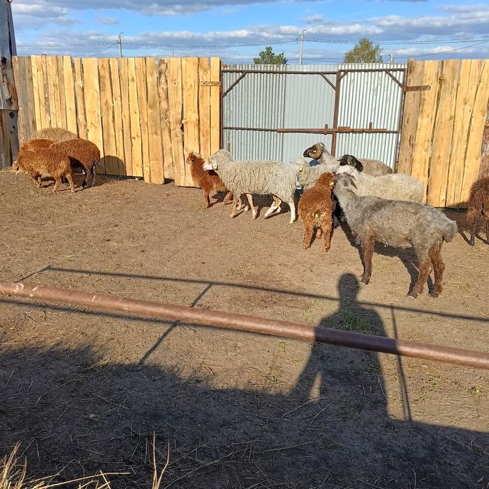 Продам овец 22 головы