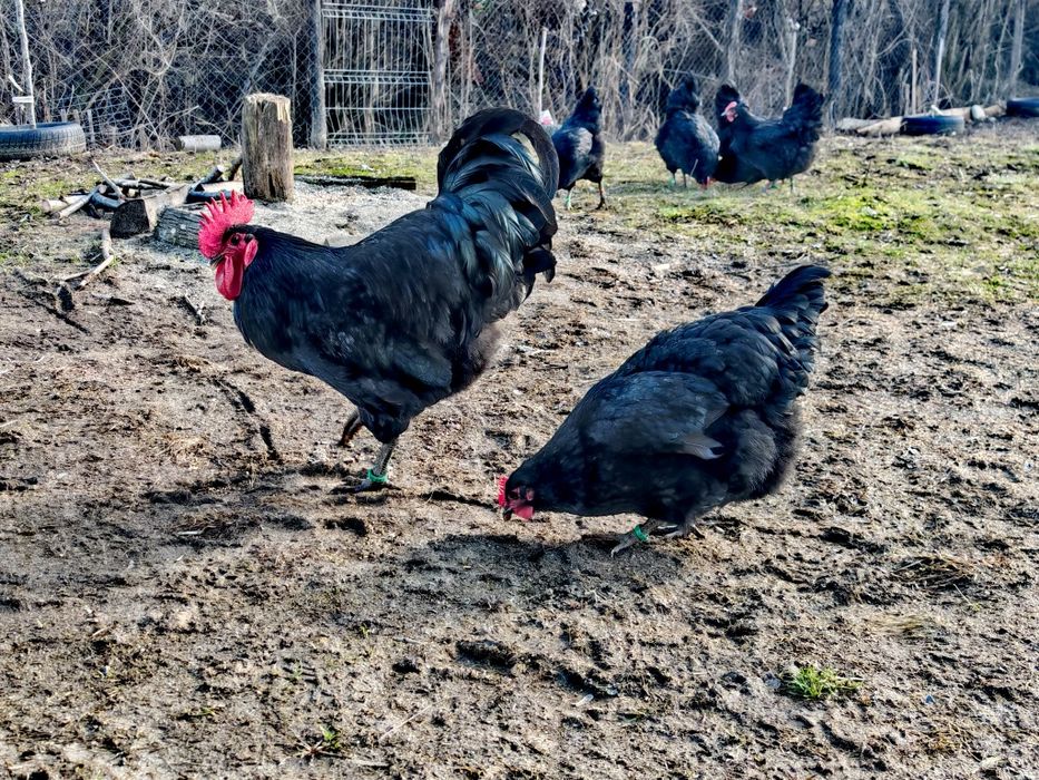 Jersey giant - familii