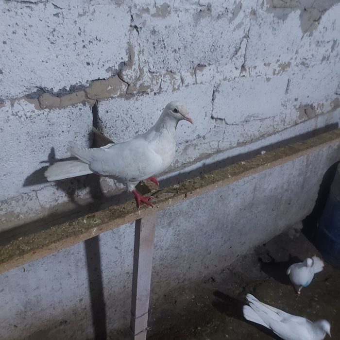 Бели Иран самка гатовый  игрой