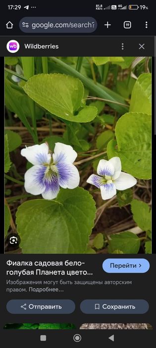 Продаются излишки  из сада - садовый папоротник " страусиное перо"ро