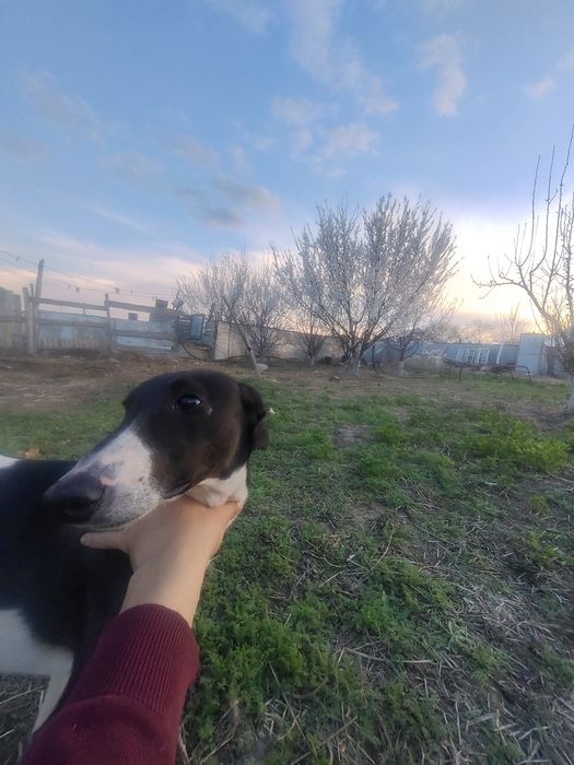 Грейхаунд тазы 5 айлық