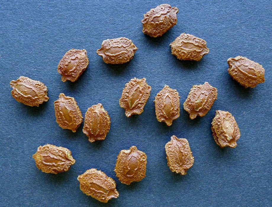 80 Seminte' Mormondica" Castravete Amar( Diabet) soi Filipine