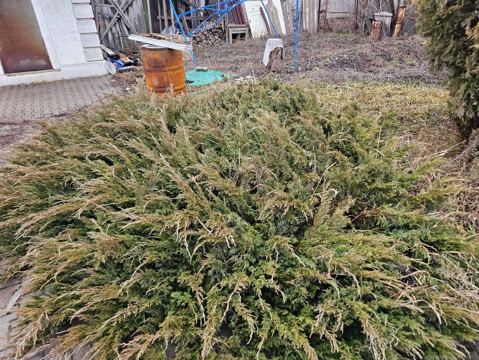 можжевельник большой куст