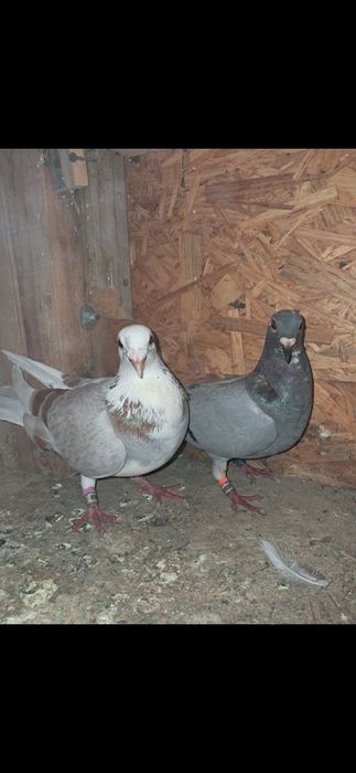 Porumbei de vanzare