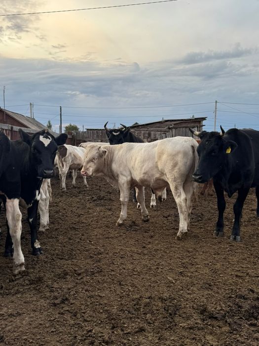Продам подсосных бычков