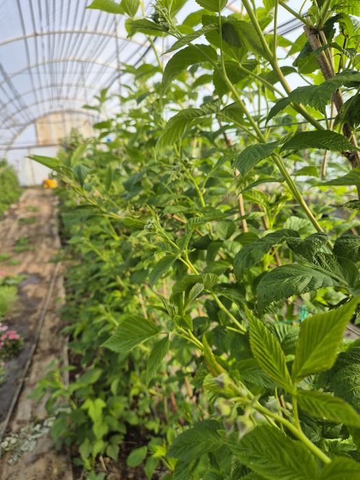 Caut sezonieri / full time in Diosig