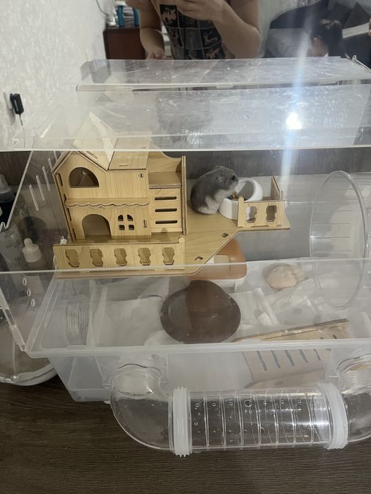 Хомяк ручной домашний