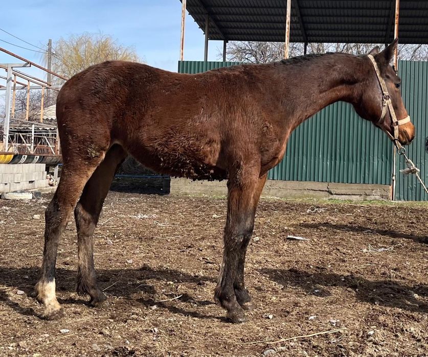 Тай……………………………..