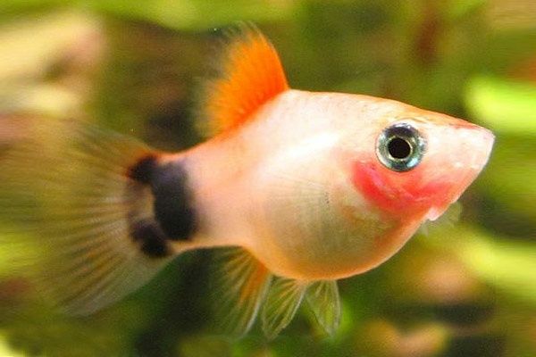Аквариумные рыбки пецилия, гуппи