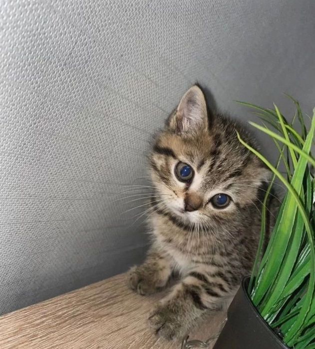 Девочки и мальчтки 1.5 мес