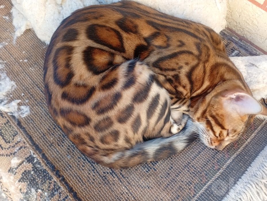 Bengaliski mushugi